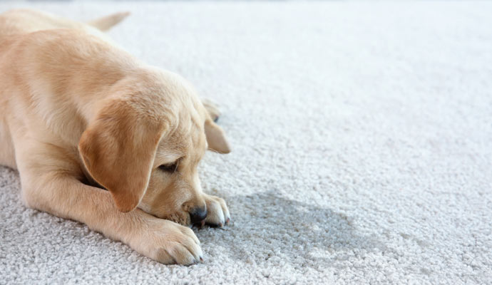 puppy pee on the carpet