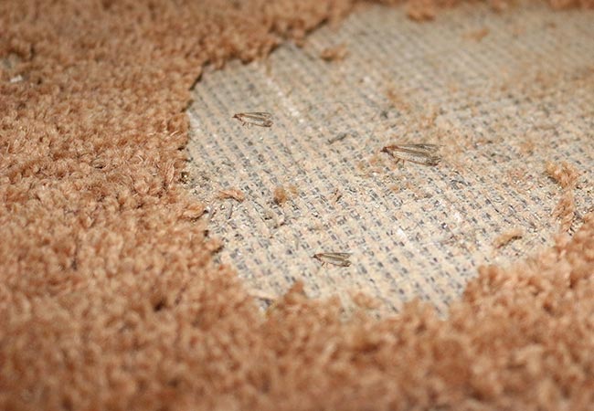 Infested rug repair