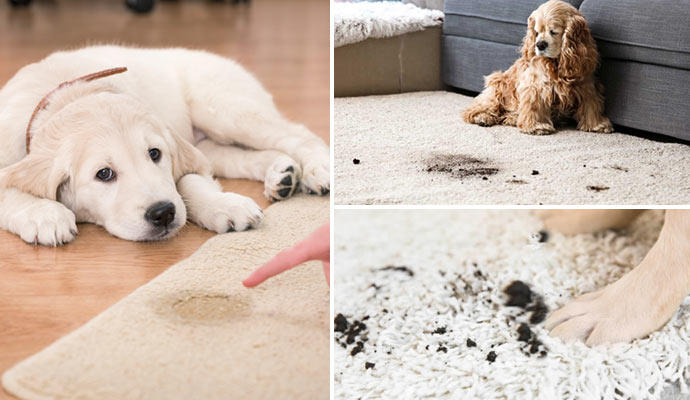 Pet damaged rug