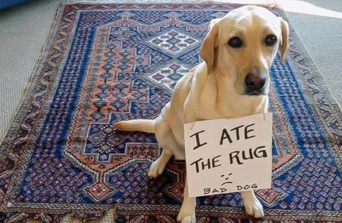 Pet Dog on a Rug