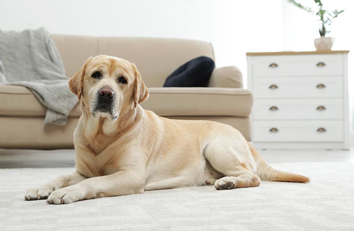 Pet odor removal